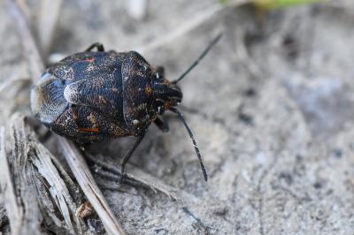 <i>Holcogaster fibulata</i>