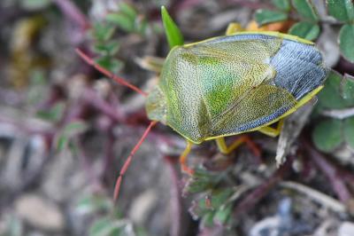 <i>Piezodorus lituratus</i>