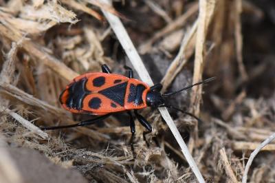 <i>Pyrrhocoris apterus</i>