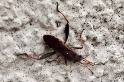 <i>Camptopus lateralis</i>