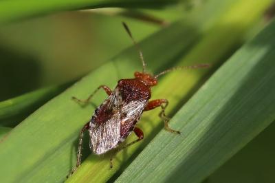 <i>Rhopalus subrufus</i>