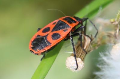 <i>Pyrrhocoris apterus</i>