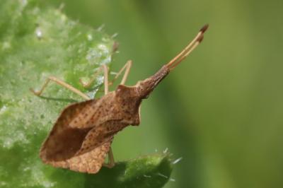 <i>Syromastus rhombeus</i>