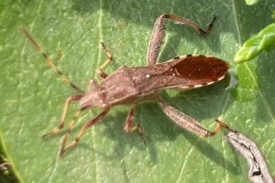 <i>Camptopus lateralis</i>