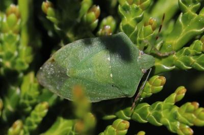<i>Nezara viridula</i>