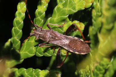 <i>Camptopus lateralis</i>