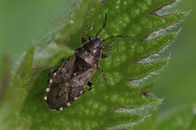 <i>Heterogaster urticae</i>