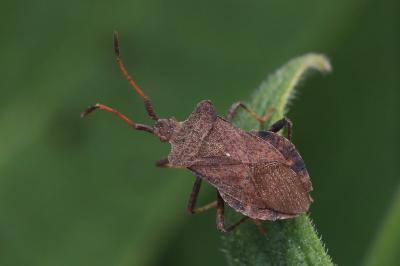 Coreus marginatus