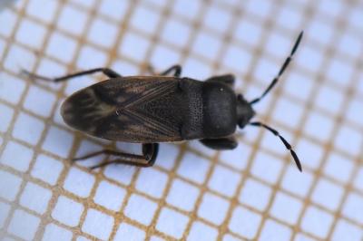 <i>Megalonotus emarginatus</i>