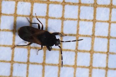 <i>Tropistethus holosericus</i>