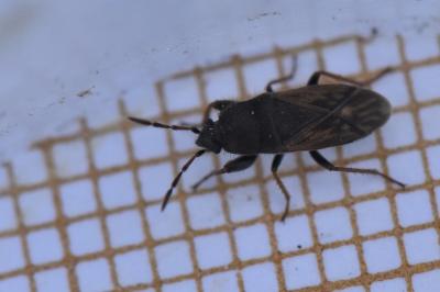 <i>Megalonotus sabulicola</i>
