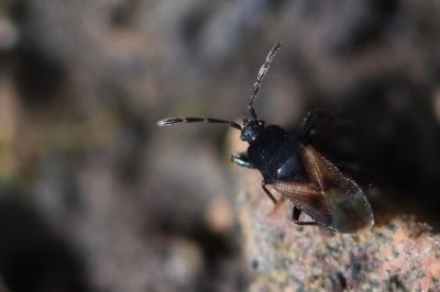 <i>Tropistethus holosericus</i>