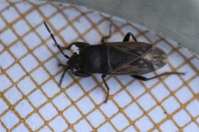 <i>Megalonotus emarginatus</i>