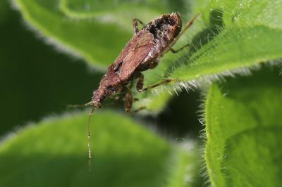 <i>Himacerus mirmicoides</i>