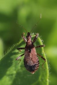 <i>Himacerus mirmicoides</i>