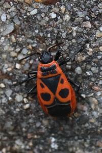 <i>Pyrrhocoris apterus</i>