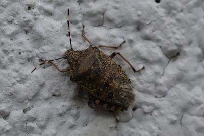 <i>Rhaphigaster nebulosa</i>