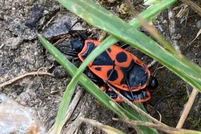 <i>Pyrrhocoris apterus</i>