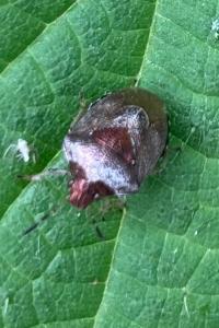 <i>Stagonomus venustissimus</i>