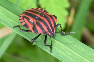 <i>Graphosoma italicum</i>