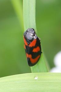 <i>Cercopis vulnerata</i>
