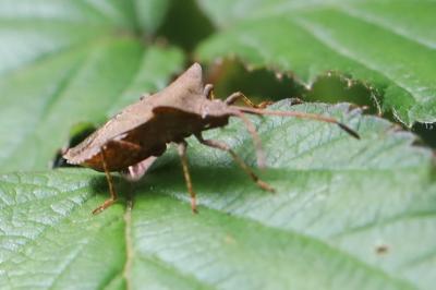 <i>Coreus marginatus</i>