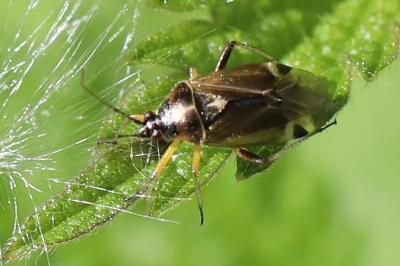 <i>Harpocera thoracica</i>