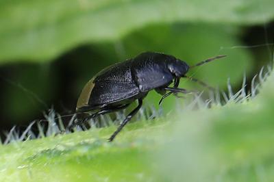 <i>Sehirus</i>