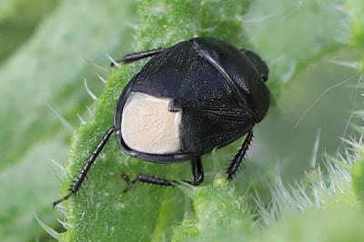 <i>Sehirus</i>