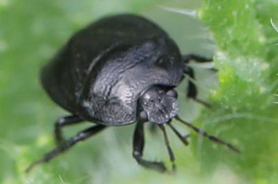<i>Sehirus</i>