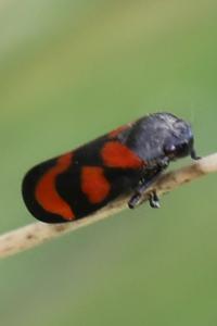 <i>Cercopis vulnerata</i>