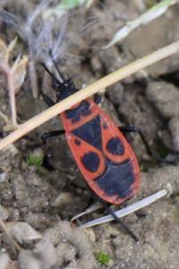 <i>Pyrrhocoris apterus</i>