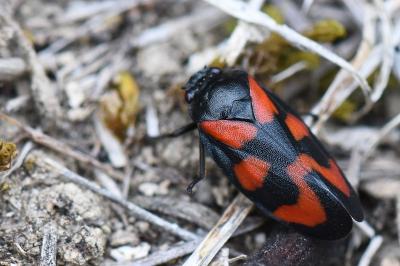 <i>Cercopis vulnerata</i>