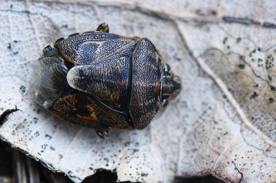 <i>Holcogaster fibulata</i>