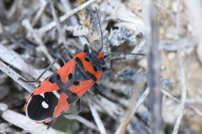 <i>Lygaeus equestris</i>