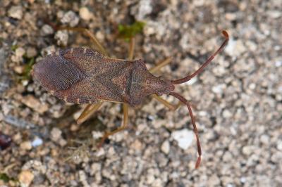 <i>Gonocerus acuteangulatus</i>