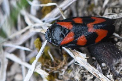 <i>Cercopis vulnerata</i>