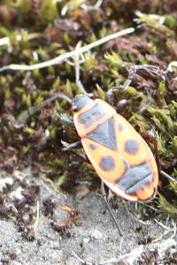 <i>Pyrrhocoris apterus</i>