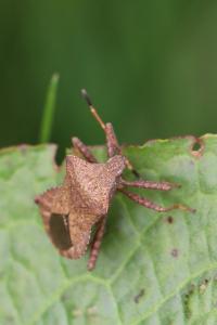 <i>Coreus marginatus</i>