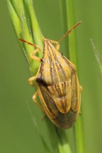 <i>Aelia acuminata</i>