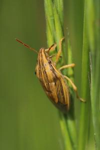 <i>Aelia acuminata</i>