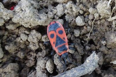<i>Pyrrhocoris apterus</i>