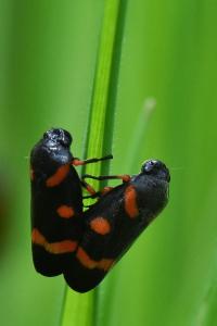 <i>Cercopis intermedia</i>