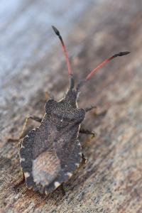 <i>Enoplops scapha</i>