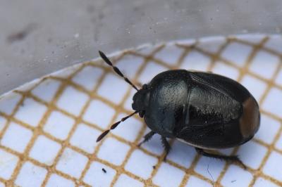 <i>Legnotus limbosus</i>