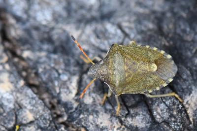 <i>Peribalus strictus</i>