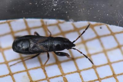 <i>Piezoscelis staphylinus</i>