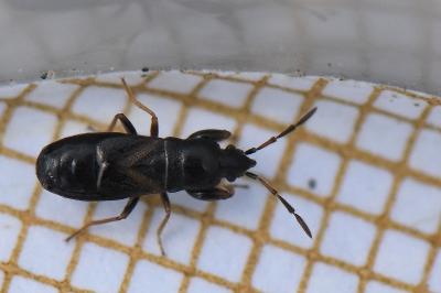 <i>Piezoscelis staphylinus</i>