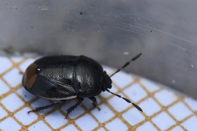 <i>Legnotus limbosus</i>