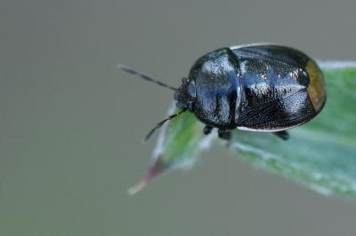 <i>Legnotus limbosus</i>